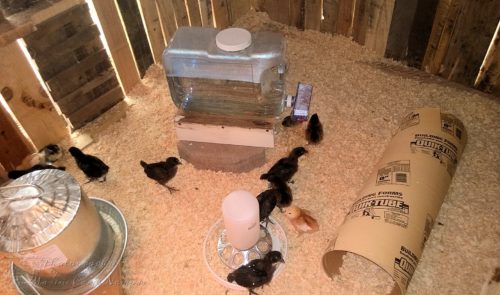 A glimpse inside of the coop with food and water