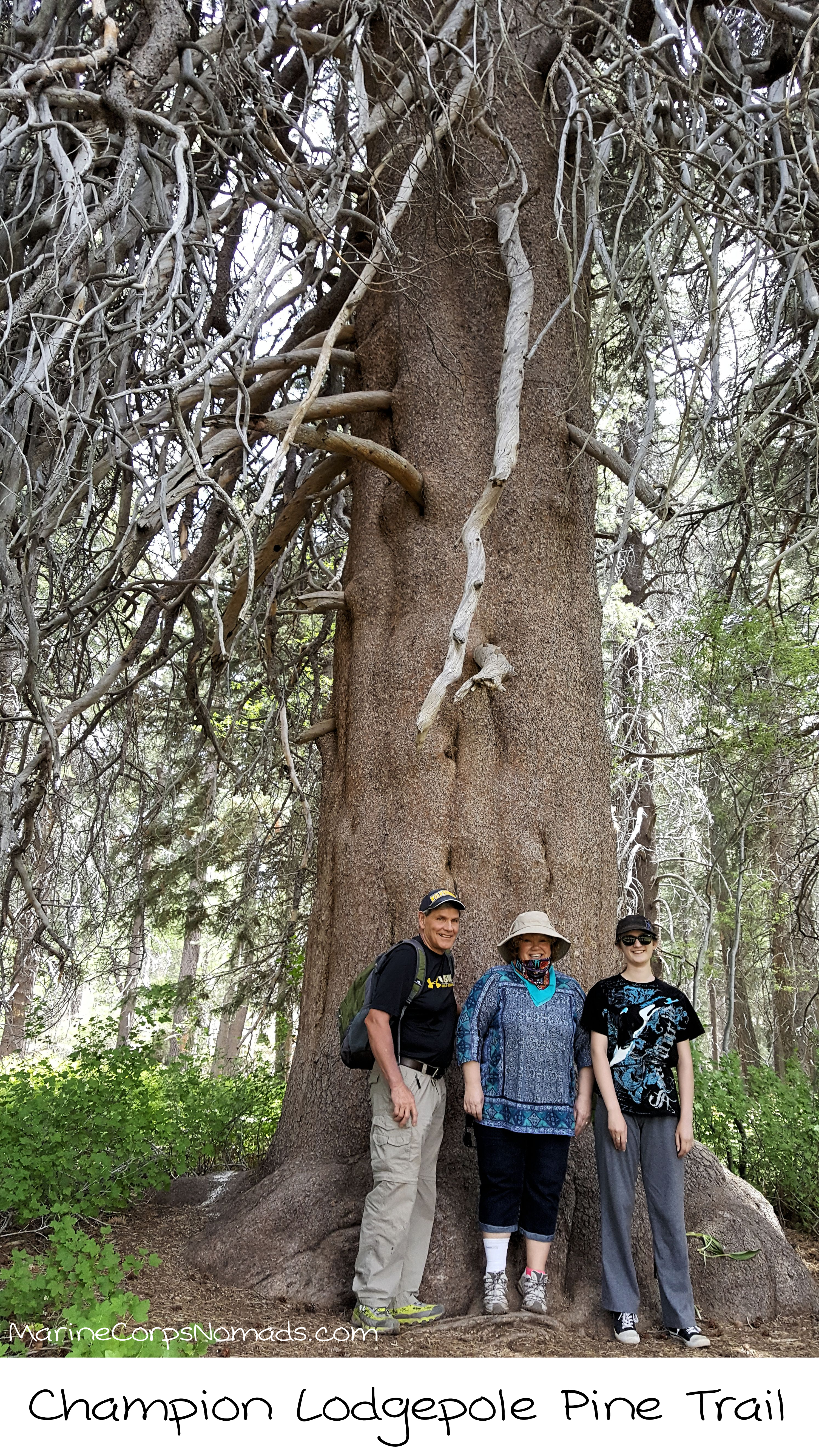 Hiking Champion Lodgepole Pine Trail and Bluff Lake Trail