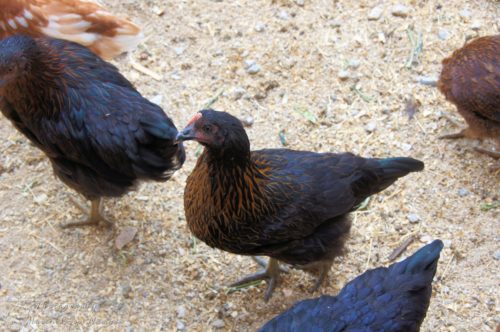 2 of our black chickens now have some red on them.