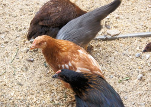 The chickens were hoping for some mealworms.