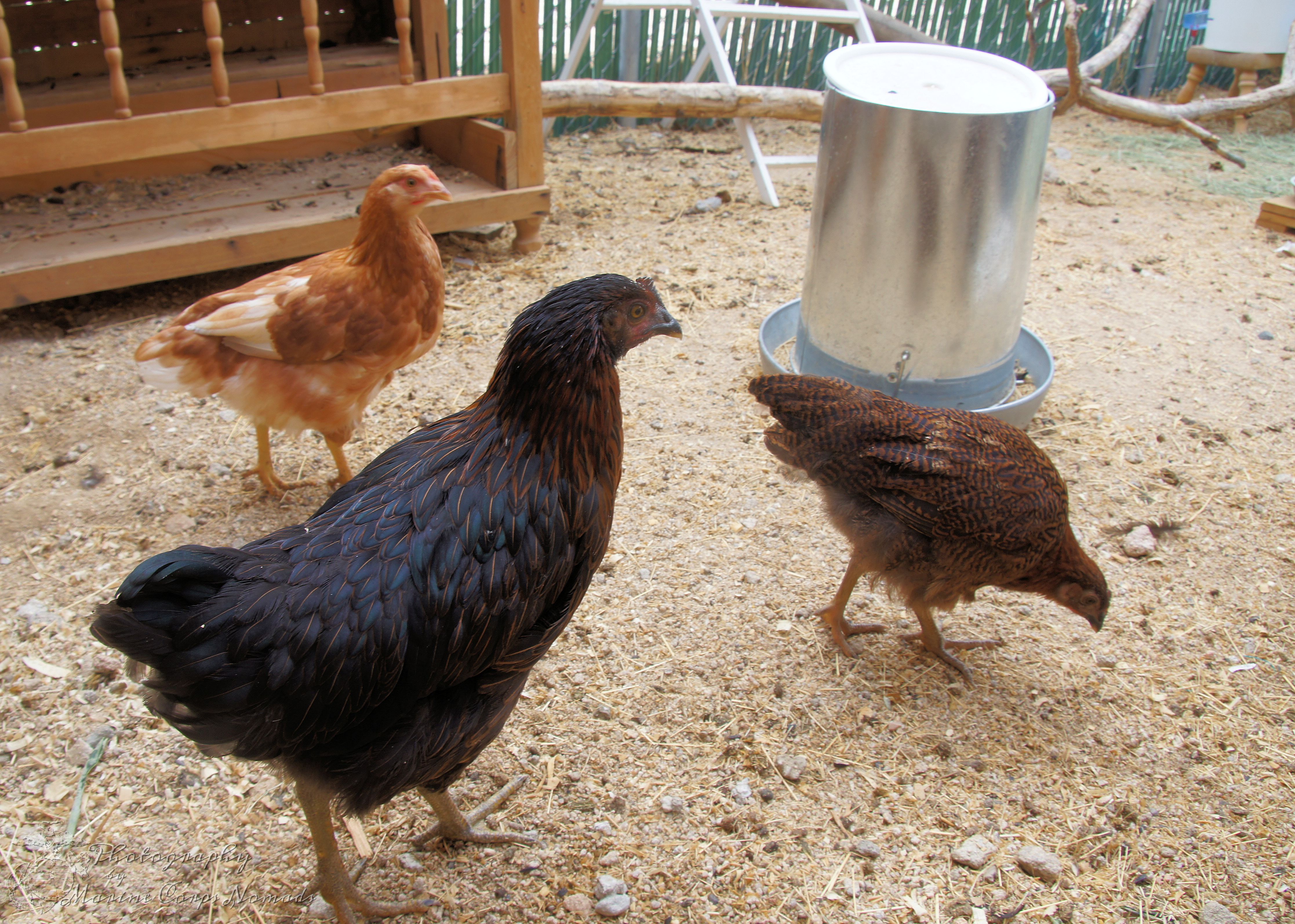 Wetting down the run means these chickens are going to search for food.