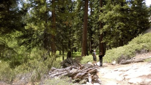 Daddy and daughter hiking the Champion Lodgepole Pine Trail