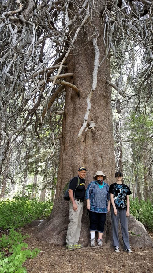 The Champion Lodgepole Pine was absolutely huge