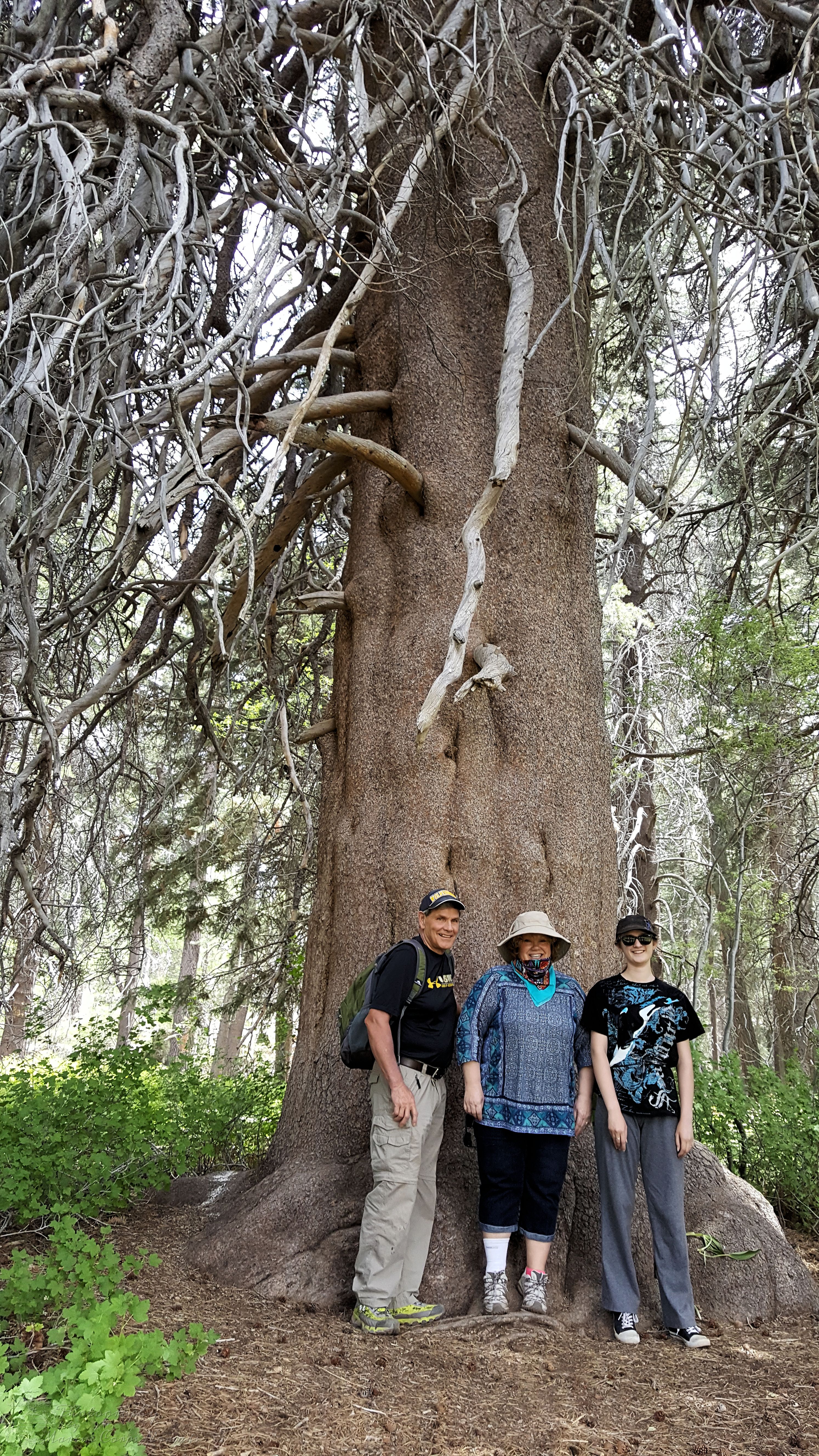 The Champion Lodgepole Pine was absolutely huge