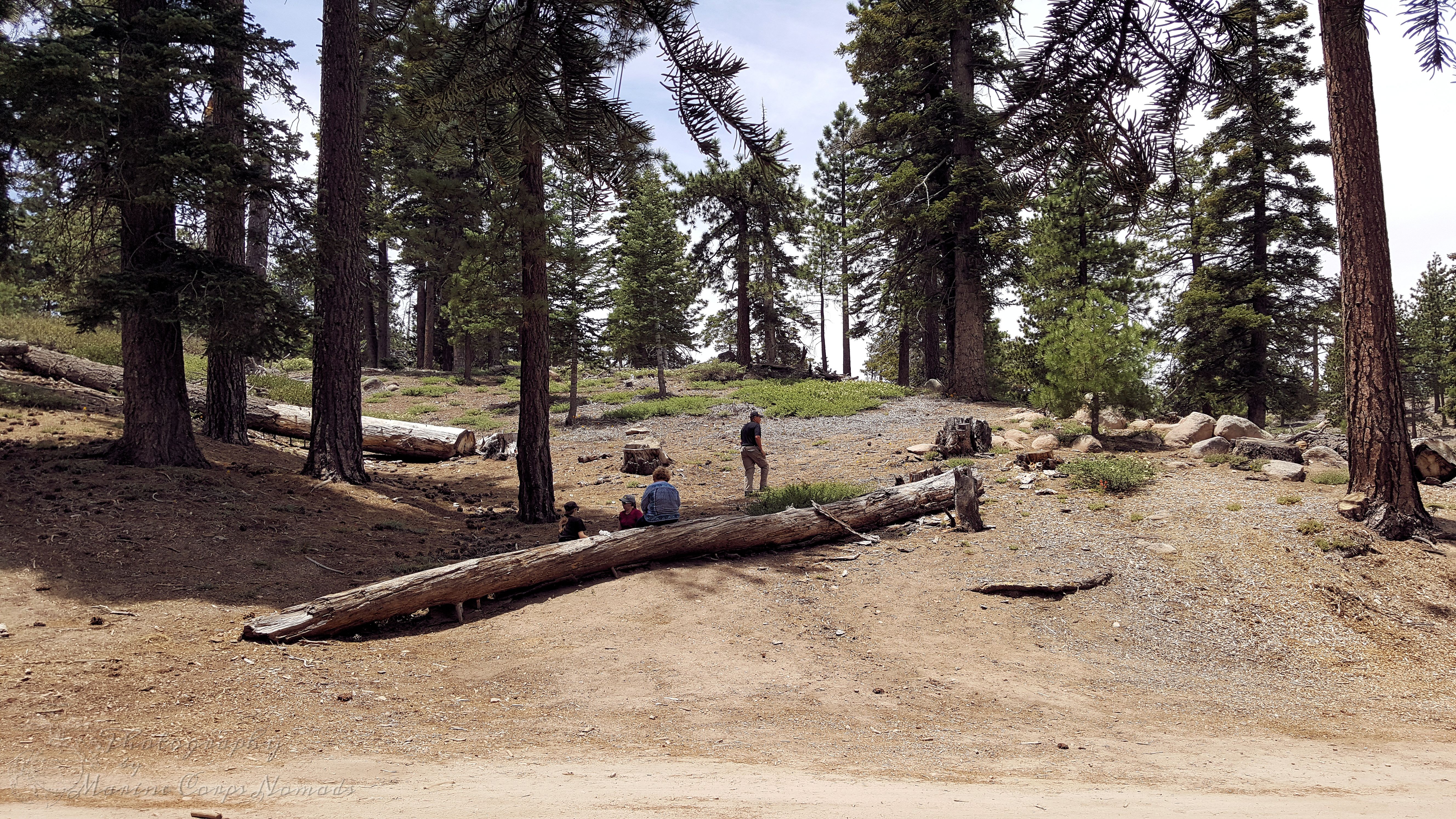 Having a picnic amongst the pines was relaxing