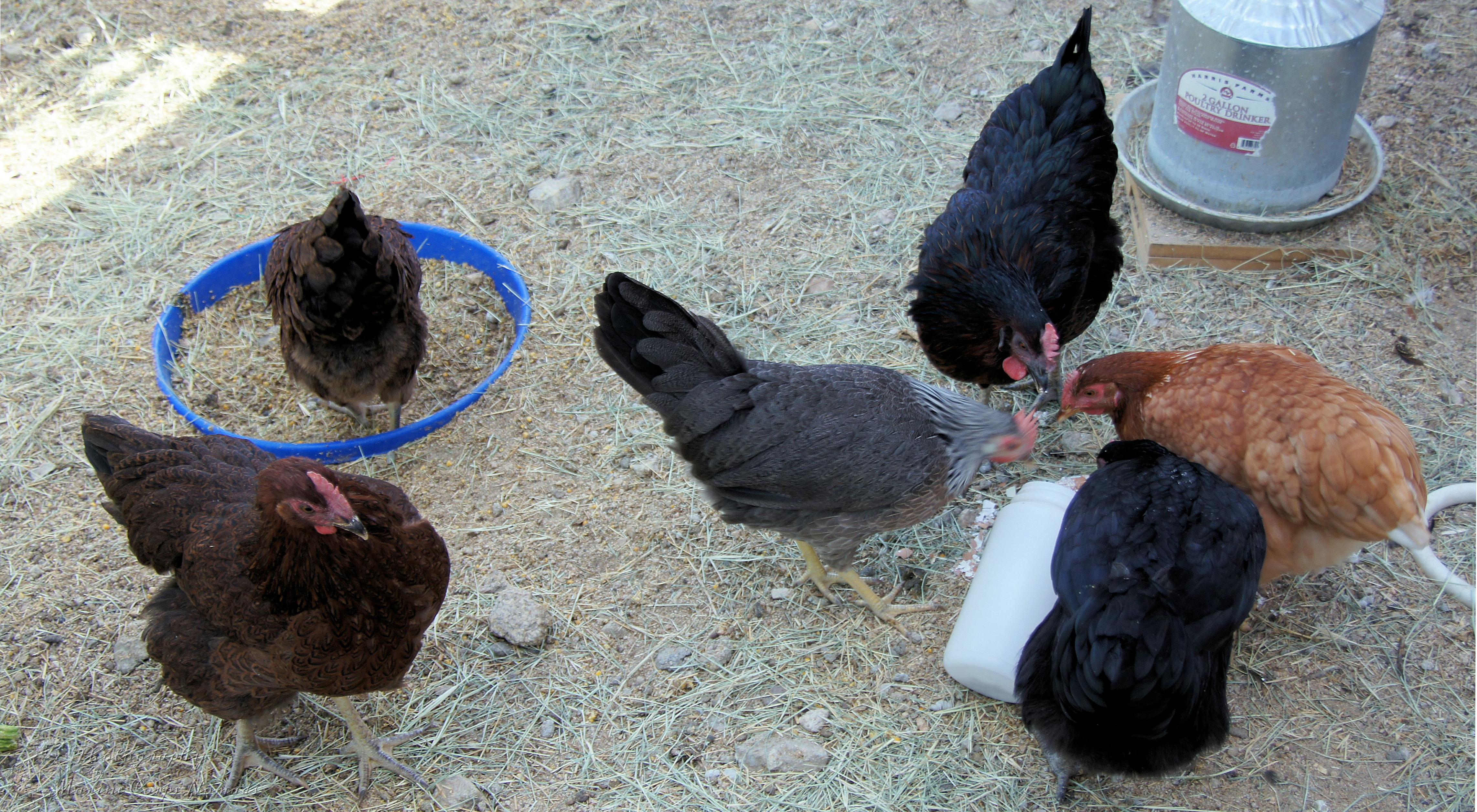 Chickens Eating Crushed Egg Shells