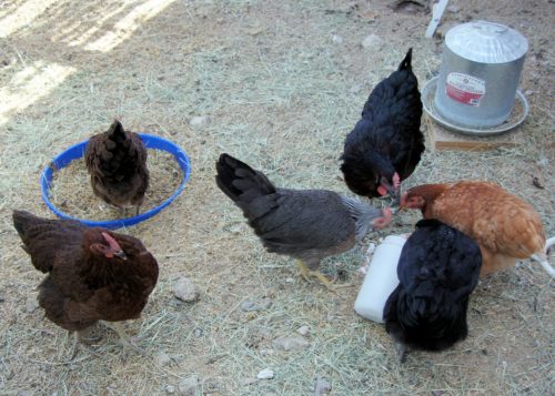 Chickens eating crushed egg shells for the first time
