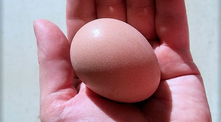 First Egg