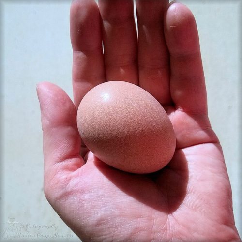 Our first egg from our chickens