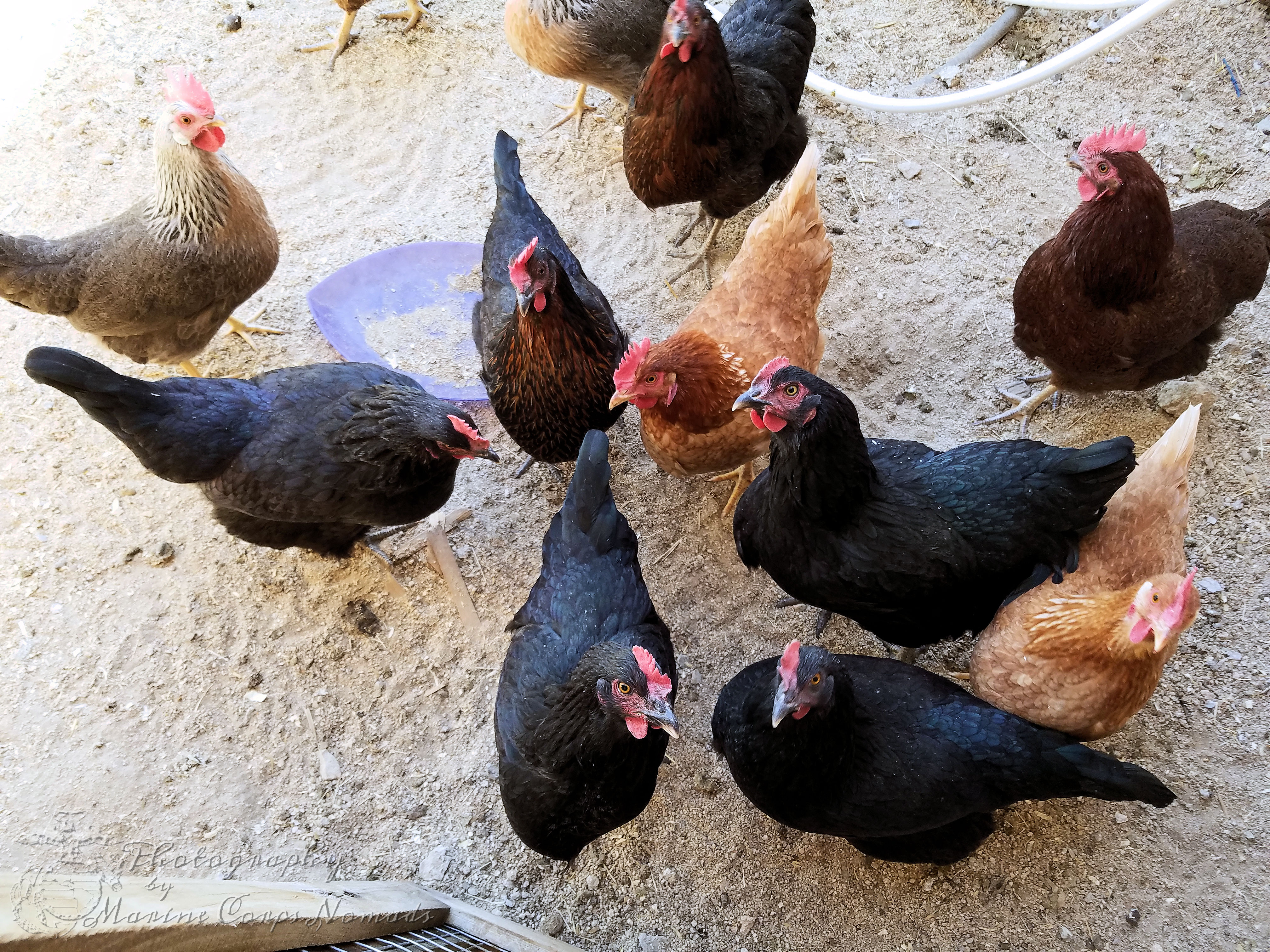 Chickens begging to be fed