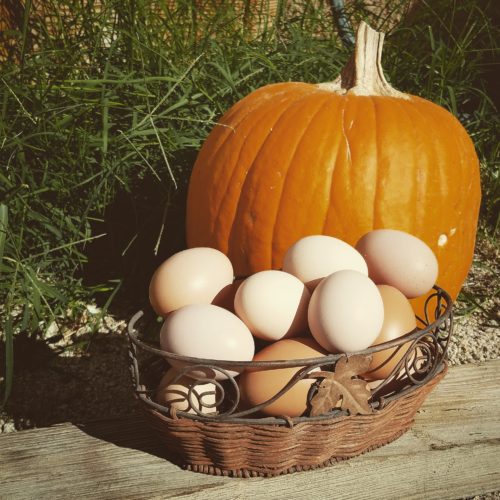Eggs with a Pumpkin