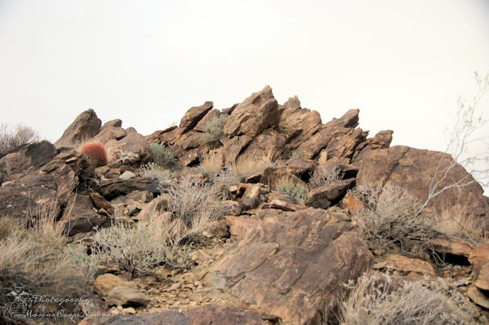 49 Palms Oasis Trail, Joshua Tree National Park, CA