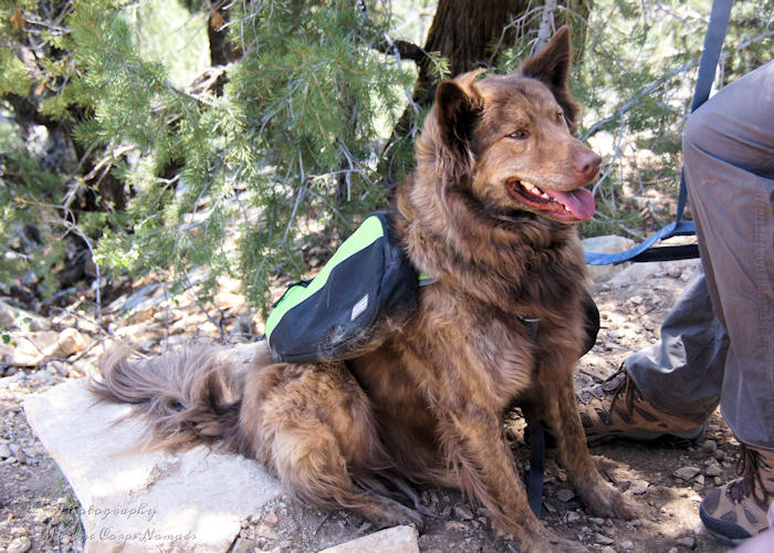 10 Tips for Hiking with Dogs