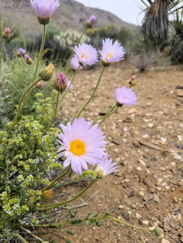 Super Bloom at Queen Mountain