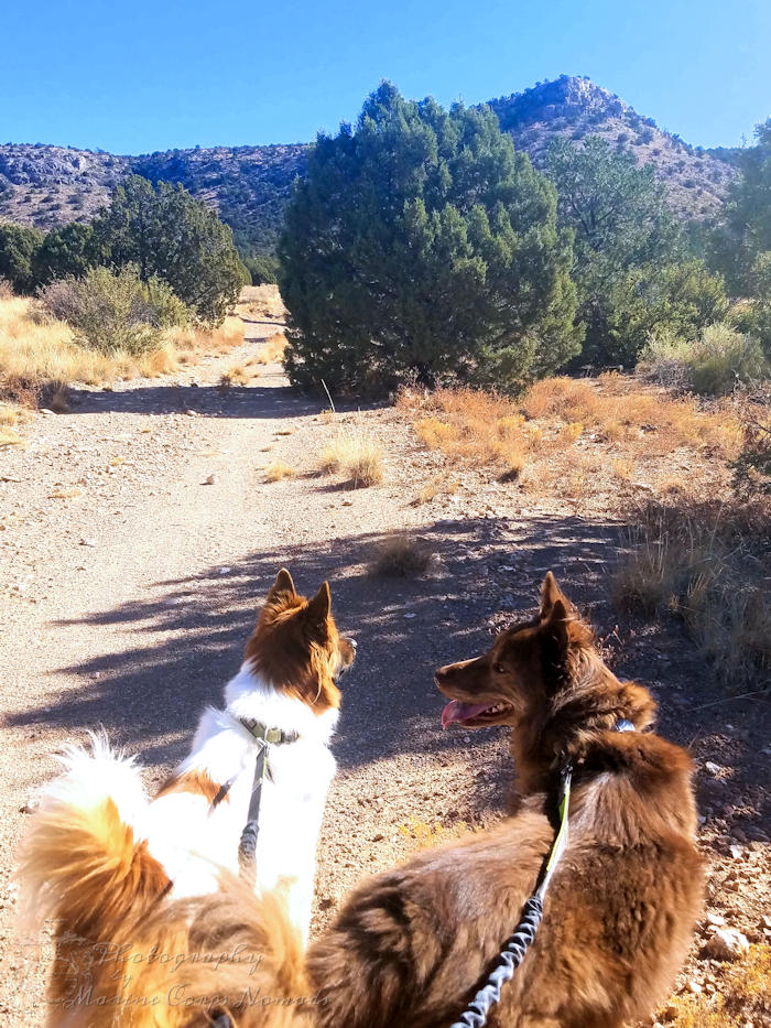 Wiley and Wyatt on a Hike