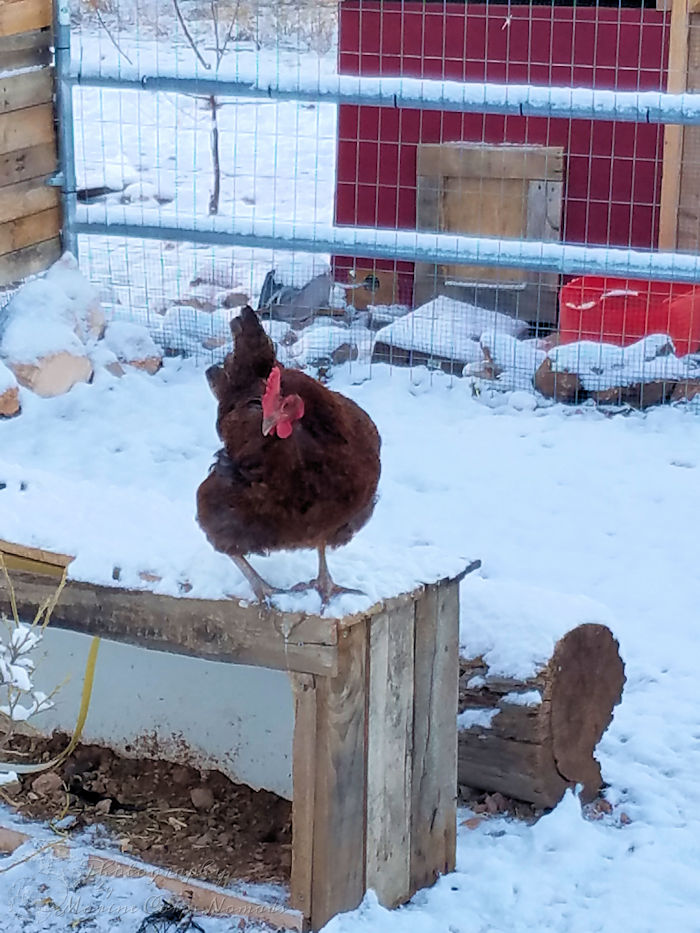 Chicken standing on snowy shelter