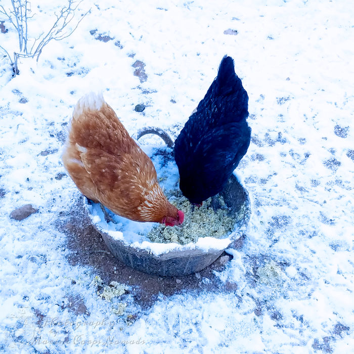 Chickens eating fermented feed in the snow