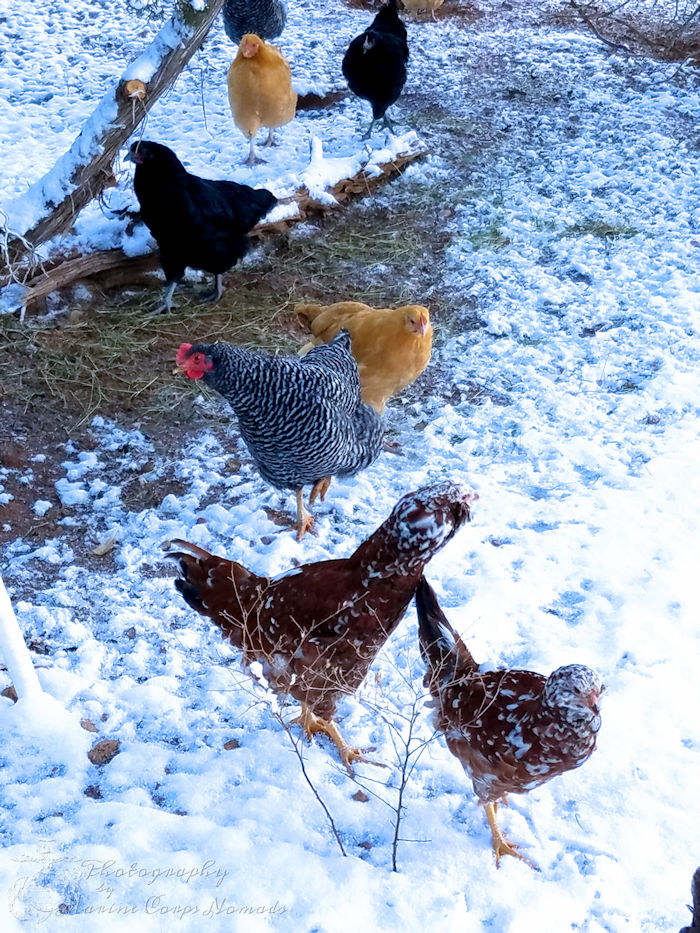 Chickens in the Snow