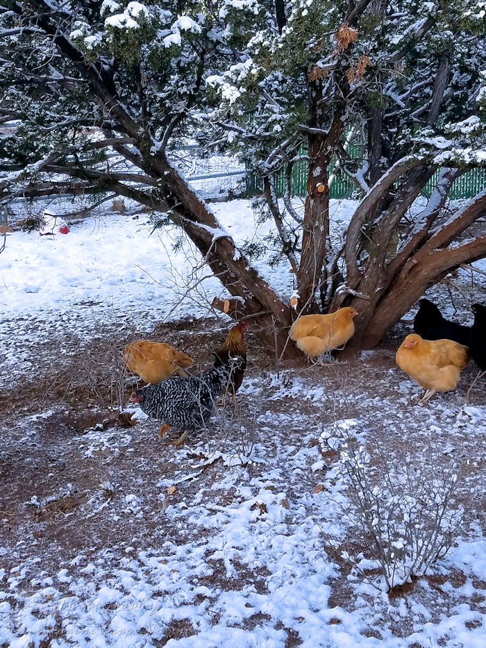 Chickens under snowy tree