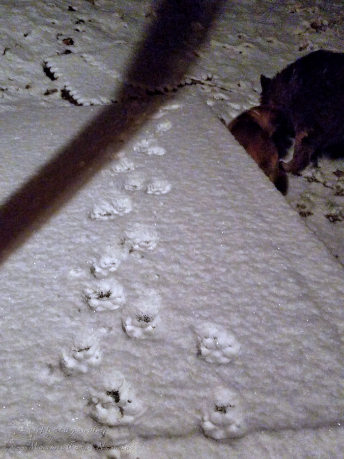 Snowy puppy footprints