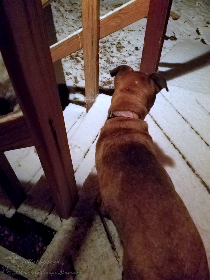 Wynoka standing on the snowy porch